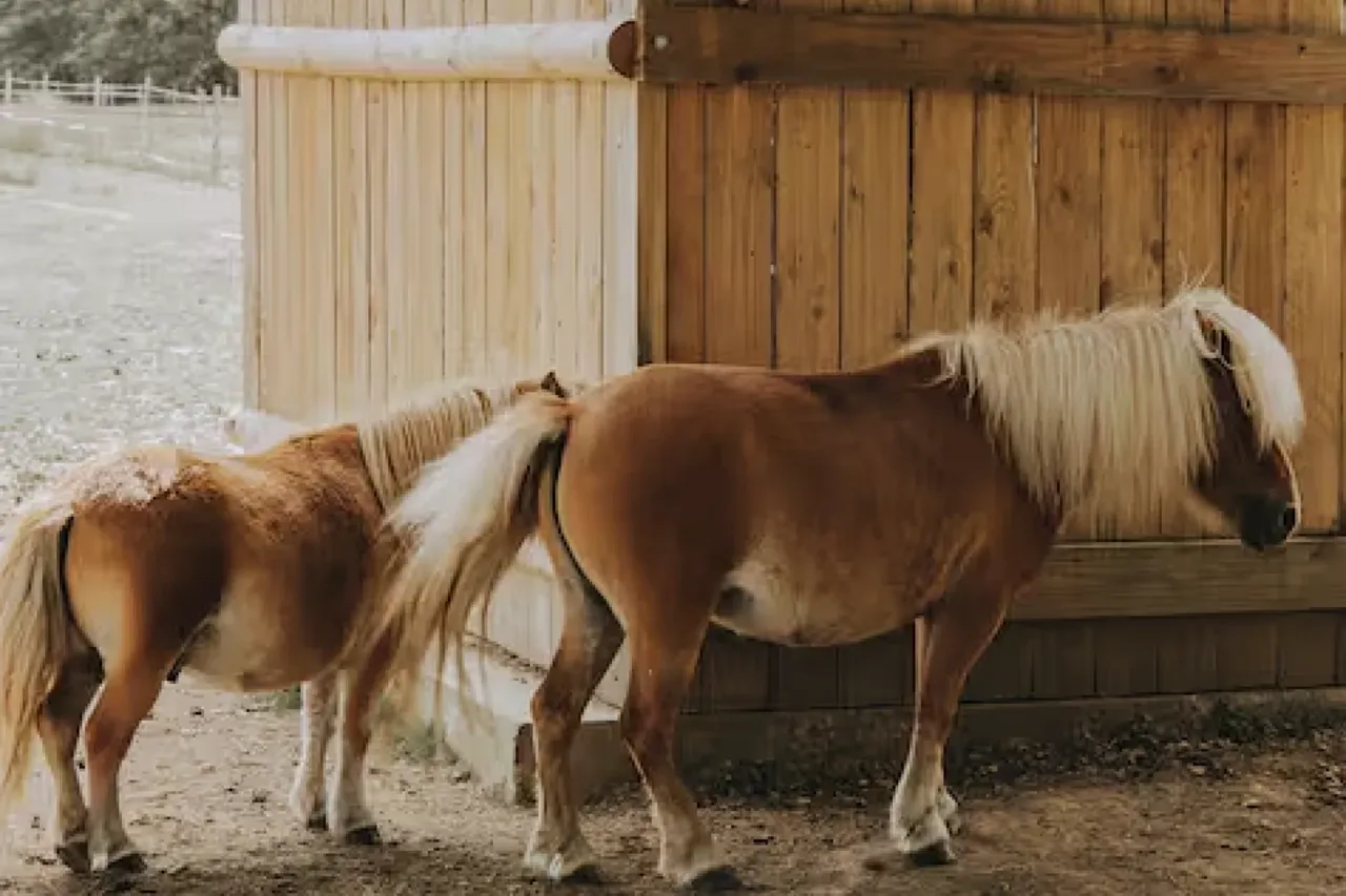 Animaux de la mini-ferme du domaine
